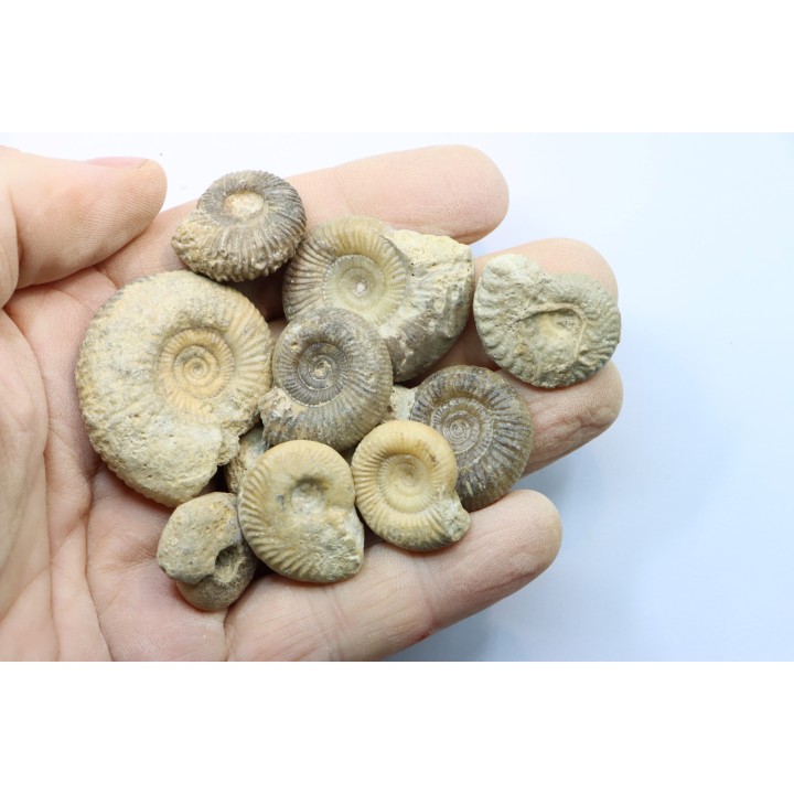 set of  10 indertermined ammonites - bathonian - Nièvre - FRANCE
