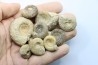 lot de 10 ammonites à determiner - bathonien - Nièvre 58 - FRANCE