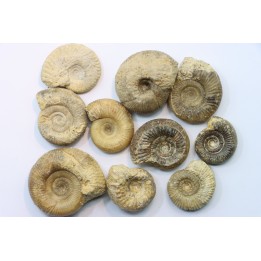 lot de 10 ammonites à déterminer - bathonien - Nièvre 58 - FRANCE