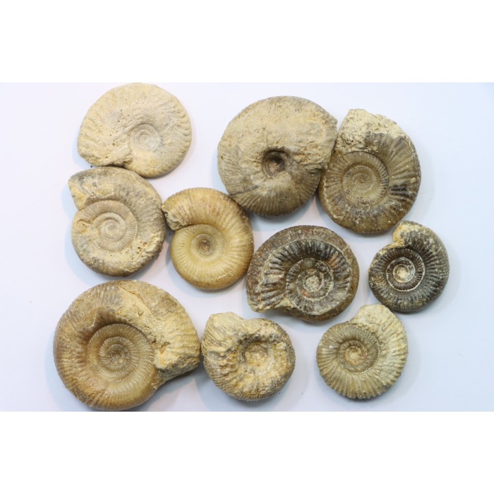 lot de 10 ammonites à déterminer - bathonien - Nièvre 58 - FRANCE