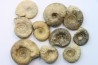 lot de 10 ammonites à déterminer - bathonien - Nièvre 58 - FRANCE