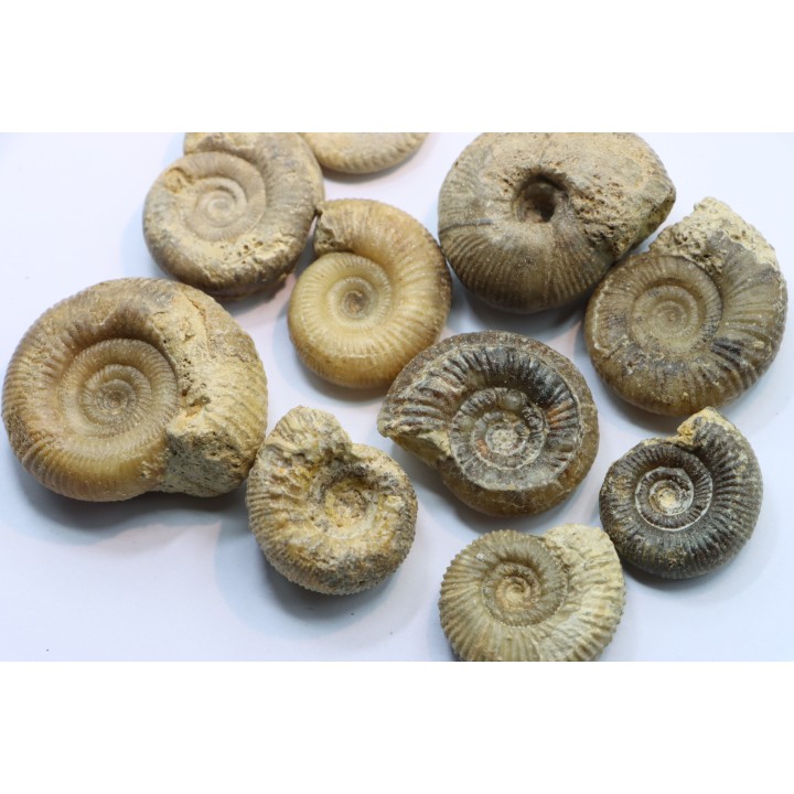 lot de 10 ammonites à déterminer - bathonien - Nièvre 58 - FRANCE