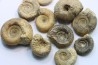 set of  10 indertermined ammonites - bathonian - Nièvre - FRANCE