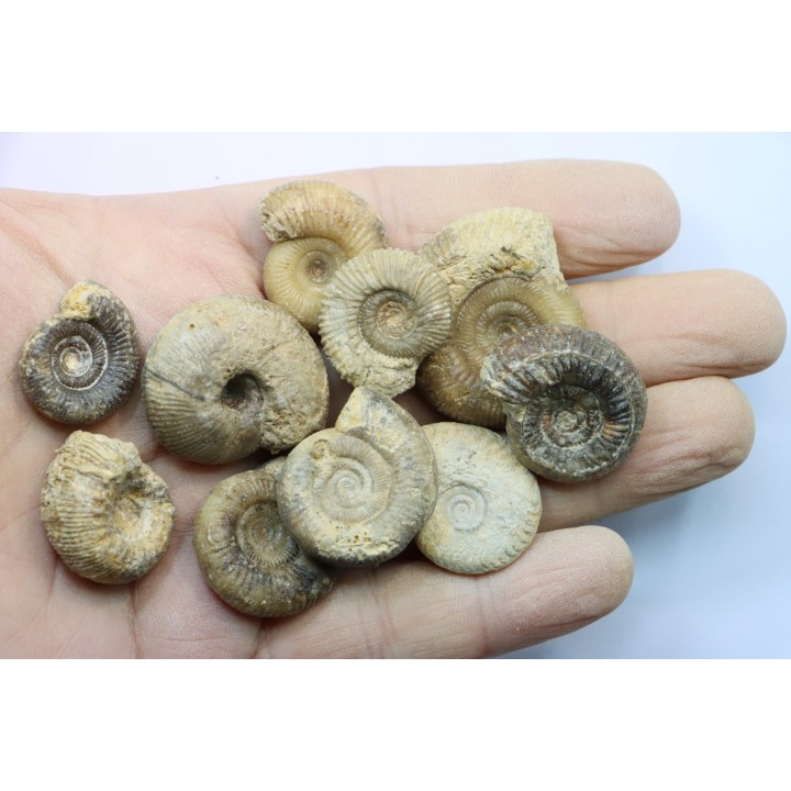 set of  10 indertermined ammonites - bathonian - Nièvre - FRANCE