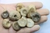 lot de 10 ammonites à déterminer - bathonien - Nièvre 58 - FRANCE
