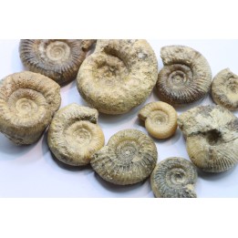 set of  10 indertermined ammonites - bathonian - Nièvre - FRANCE