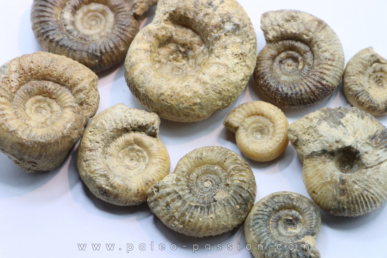 set of 10 indertermined ammonites - bathonian - Nièvre - FRANCE