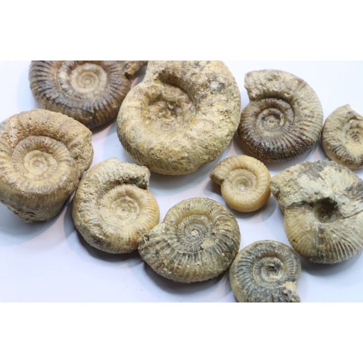 lot de 10 ammonites à déterminer - bathonien - Nièvre 58 - FRANCE