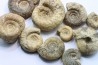 set of 10 indertermined ammonites - bathonian - Nièvre - FRANCE