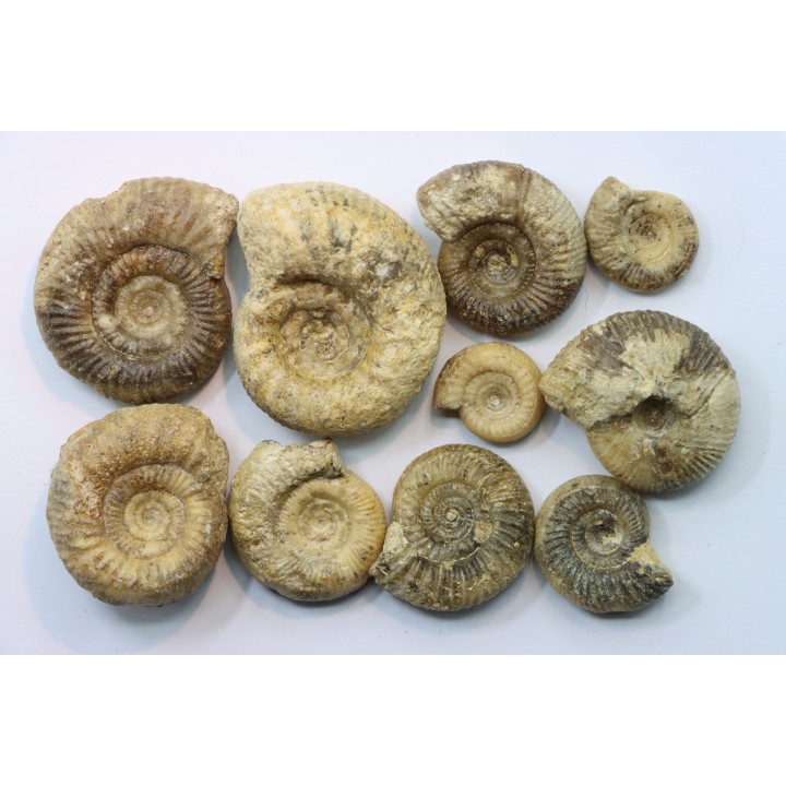 lot de 10 ammonites à déterminer - bathonien - Nièvre 58 - FRANCE