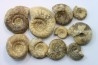 lot de 10 ammonites à déterminer - bathonien - Nièvre 58 - FRANCE