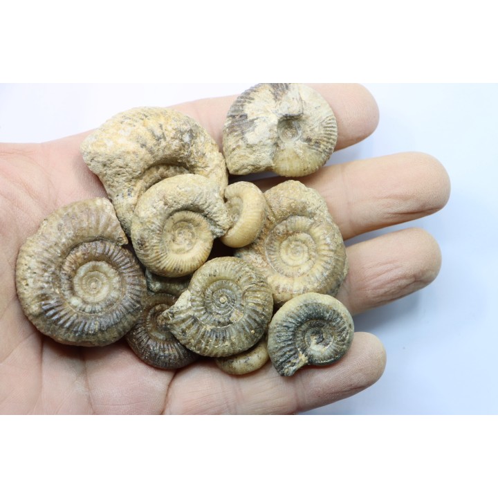 lot de 10 ammonites à déterminer - bathonien - Nièvre 58 - FRANCE