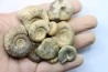 lot de 10 ammonites à déterminer - bathonien - Nièvre 58 - FRANCE