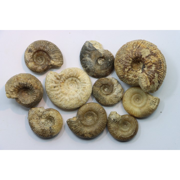 set of  10 indertermined ammonites - bathonian - Nièvre - FRANCE