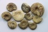 lot de 10 ammonites à déterminer - bathonien - Nièvre 58 - FRANCE