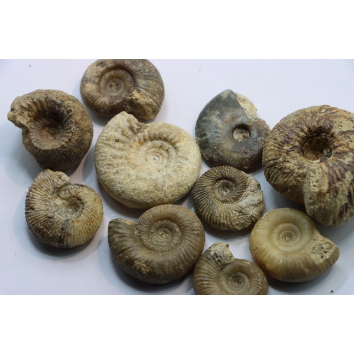 set of  10 indertermined ammonites - bathonian - Nièvre - FRANCE