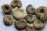 lot de 10 ammonites à déterminer - bathonien - Nièvre 58 - FRANCE