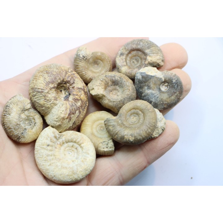 set of  10 indertermined ammonites - bathonian - Nièvre - FRANCE