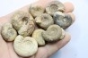 lot de 10 ammonites à déterminer - bathonien - Nièvre 58 - FRANCE