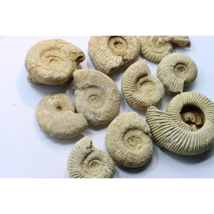 lot de 10 ammonites à déterminer - oxfordien - Vienne (86) - FRANCE