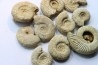 set of 10 indertermined ammonites - oxfordian - Vienne (86) - FRANCE