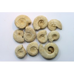 set of  10 indertermined ammonites - oxfordian - Vienne (86) - FRANCE