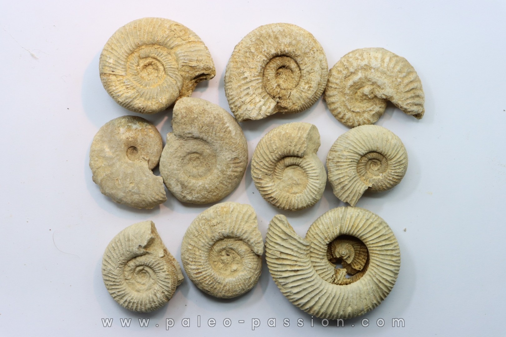 set of 10 indertermined ammonites - oxfordian - Vienne (86) - FRANCE