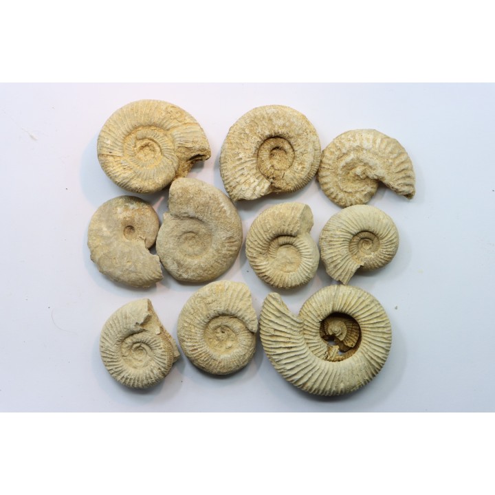 lot de 10 ammonites à déterminer - oxfordien - Vienne (86) - FRANCE
