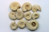set of 10 indertermined ammonites - oxfordian - Vienne (86) - FRANCE