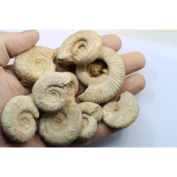 set of  10 indertermined ammonites - oxfordian - Vienne (86) - FRANCE