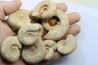lot de 10 ammonites à déterminer - oxfordien - Vienne (86) - FRANCE