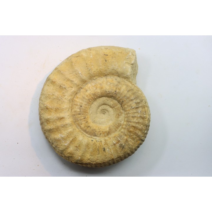 Subgrossouvria famula - callovian - Montreuil Bellay - FRANCE