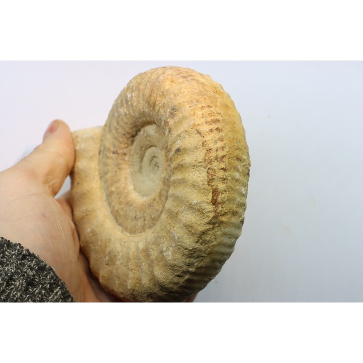 Subgrossouvria famula - callovian - Montreuil Bellay - FRANCE