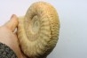 Subgrossouvria famula - callovian - Montreuil Bellay - FRANCE