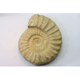 Pseudopeltoceras leckenbyi - callovian - Montreuil Bellay - FRANCE