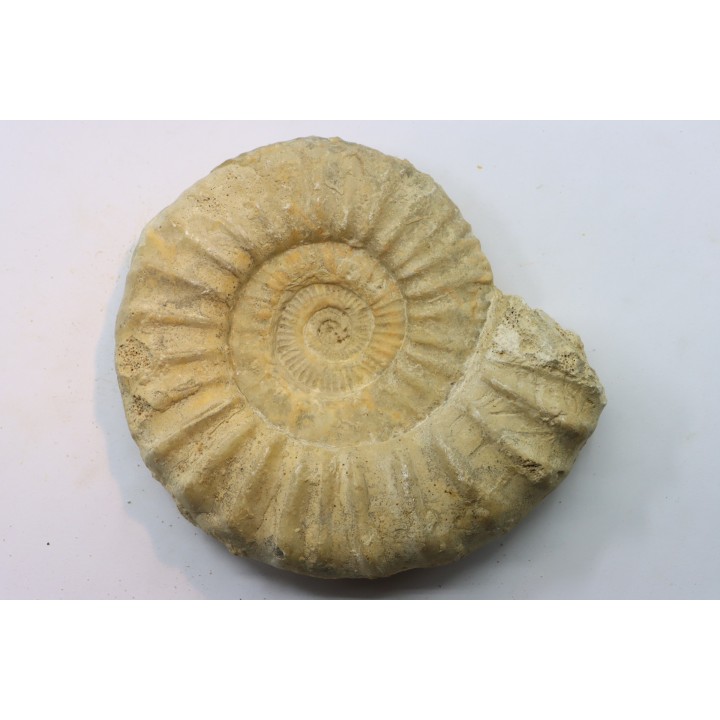 Pseudopeltoceras leckenbyi - callovien - Montreuil Bellay- FRANCE