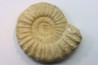 Pseudopeltoceras leckenbyi - callovien - Montreuil Bellay- FRANCE