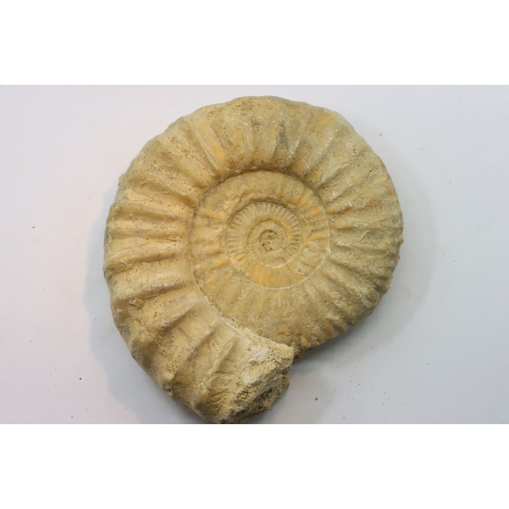 Pseudopeltoceras leckenbyi - callovien - Montreuil Bellay- FRANCE