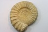 Pseudopeltoceras leckenbyi - callovian - Montreuil Bellay - FRANCE