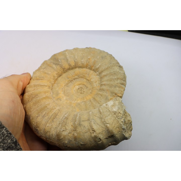 Pseudopeltoceras leckenbyi - callovian - Montreuil Bellay - FRANCE