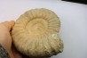 Pseudopeltoceras leckenbyi - callovian - Montreuil Bellay - FRANCE