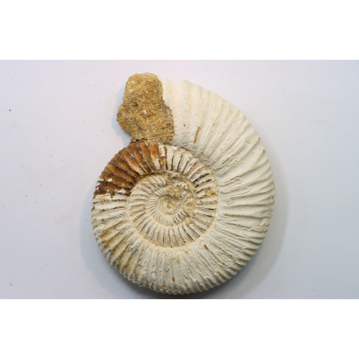 KRANAOSPHINCTES (PACHYPLANULITES) RABEI