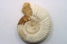 KRANAOSPHINCTES (PACHYPLANULITES) RABEI