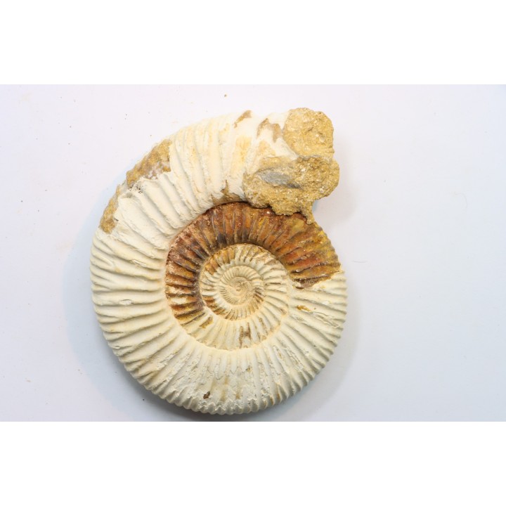 KRANAOSPHINCTES (PACHYPLANULITES) RABEI