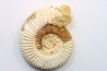 KRANAOSPHINCTES (PACHYPLANULITES) RABEI