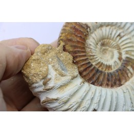 Microconque- 10 cm - KRANAOSPHINCTES (PACHYPLANULITES) RABEI - oxfordien - Madagascar