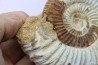 KRANAOSPHINCTES (PACHYPLANULITES) RABEI