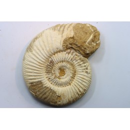 KRANAOSPHINCTES (PACHYPLANULITES) RABEI