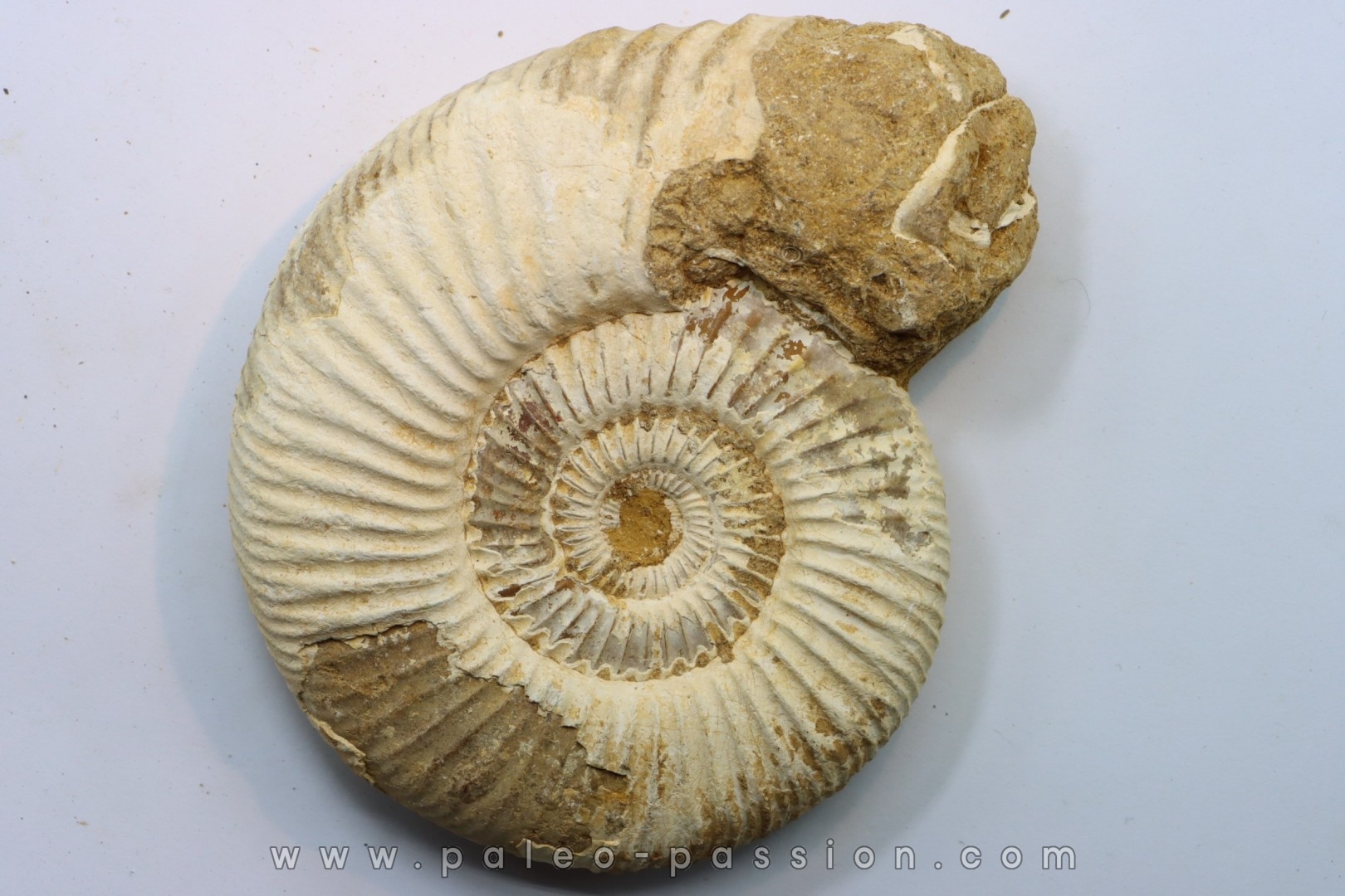 Microconque- 12 cm - KRANAOSPHINCTES (PACHYPLANULITES) RABEI - oxfordien - Madagascar