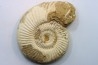 Microconque- 12 cm - KRANAOSPHINCTES (PACHYPLANULITES) RABEI - oxfordien - Madagascar